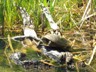 A Legion Lake turtle.