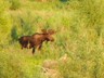 A Gros Ventre bull moose standing just above the river bank.