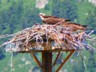 An osprey waiting for food from his or her mate in Idaho.