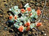 A little flower holding onto life in the jagged laval rocks.