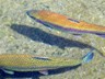 These trout are almost ready to be stocked in the Columbia River and its tributaries.