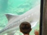 Andrew checking out the giant sturgeon at the Bonneville hatchery.