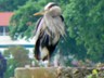A big old heron at the mouth of the Columbia in Astoria, Oregon.