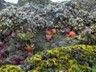 Barnacles and stars wait for the tide to roll in at Cannon Beach.