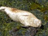 No whales this time, but we did see this harbor seal at the harbor entrance.
