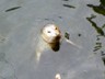 A harbor seal at the docks waiting for a piece of fish, guts, or crab to be dropped.