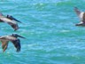 Brown pelicans flying above the whales.