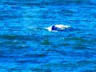 A gray whale on it's way back into the depths.