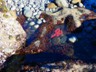Yaquina is probably the best place to explore tide pools in the world.