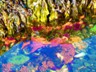 Colorful tide pool life in Yaquina.