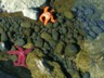 Yaquina's beach is made up of huge black rocks.
