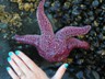 A huge star clinging on for life.