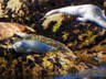 The first wildlife we spotted in beautiful Point Lobos were harbor seals.