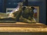 A Claifornia grizzly sits at the foot of Serra on top of his tomb.