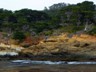 Point Lobos cypress forest.