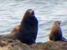 A big sea lion bull calling out proudly.