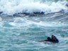 Monterey Bay also has a healthy population of sea otters.