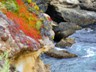A painter's palette at Point Lobos.