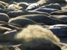 What a surprise to find these elephant seals jsut north of San Simeon!