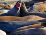 Elephant seal battle!