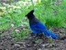 Campgrounds west of the rockies are usually full of loud Stellar's jays.