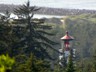 Douglas firs above the Heceta Head lighthouse.