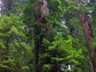 A redwood at Ladybird Johnson Grove in Redwoods NP.