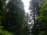 Newton Drury Parkway is home to many big redwoods.