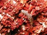 The critters that chew on redwood trees are naturally large.