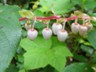 Big rain forest berries.