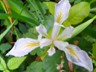More Redwood NP flora.