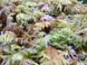 The squishy rain forest floor.