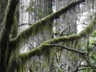 Air plants in the redwood grove.