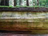 Along the Avenue of Giants are huge fallen trees with poetic inscription.