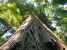 These massive thick trees are virtually fireproof.