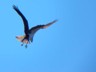 A MacKerricher SP osprey goes in for the kill.