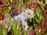 MacKerricher was full of bright reds and happy squirrels.