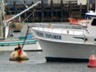 Monterey Harbor was full of sea lions.
