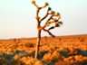 Our first glimpses of Joshua trees just west of Barstow.