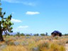 On the outskirts of the ghost town of Cima, CA.