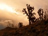 Joshua trees at Arizona's Virgin River campground.