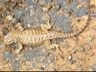 A big desert lizard in the sands of Mesa Verde.