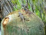 Lizards in the New Mexico scrub on a fence post.