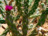 A desert bloom.