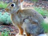 A rabbit escaping the summer heat high in the Rockies.