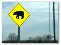 The Mississippi Delta was a frequent bear hunting spot for Theodore Roosevelt.