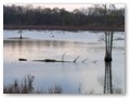 Alligator Pond at the Yazoo NWR. Most of the refuge was pretty dry.