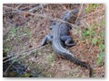 This large Mississippi gator was poised to attack, but we avoided it.