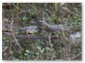 A pile of baby gators in the mud. They were about 2 feet long.
