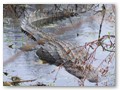 This is one of the biggest gators I ever saw. It was near 8 feet and quite thick.
